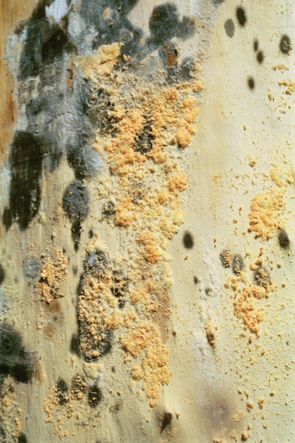 Neurospora growing under tree bark